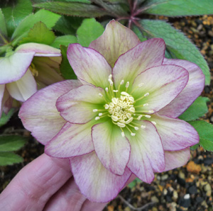 ヘレボ　アプリコットパステルピコ20111