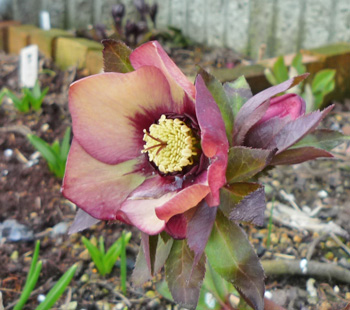 ヘレボ　アプリコット　フラッシュ20112