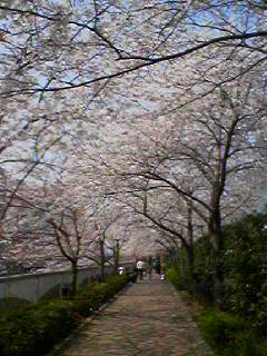 桜の木の下♪
