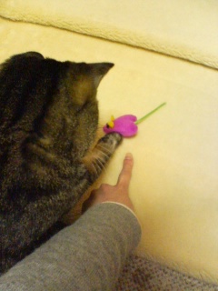 ミルにおもちゃ2