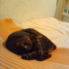 先に寝てるにゃん