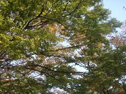 秋の木々もうすぐ紅葉