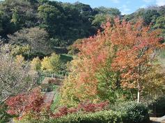森の紅葉