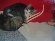 銀ちゃんとナナちゃん