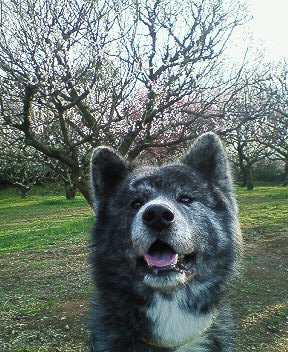 桜はもう少し