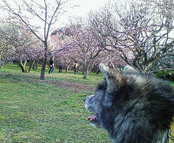 河津桜