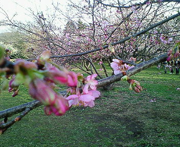 河津桜