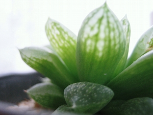 雪の花　葉っぱ