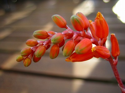 ハオルチア　オイデス　お花