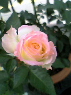 ベラ・オプティマ