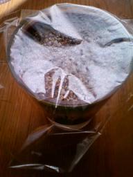 ラディッシュ２