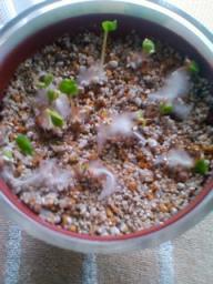 ラディッシュ３