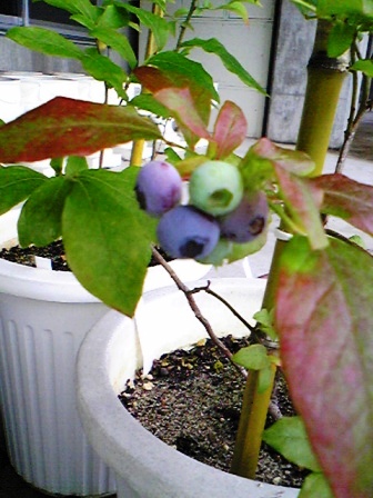 ブルーレイー２