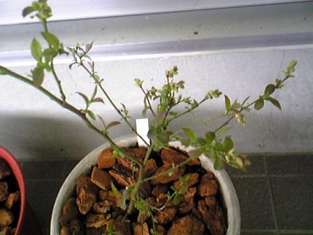 ブルーベリー２