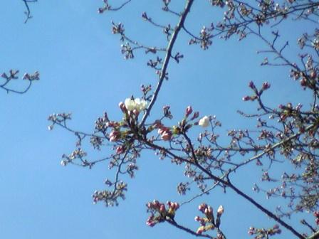 ４月５日桜開花