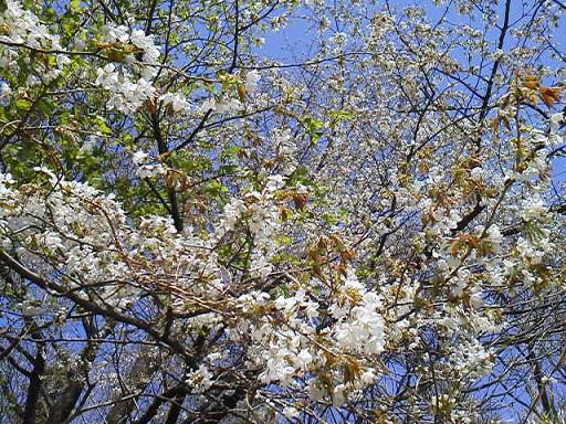 山桜満開