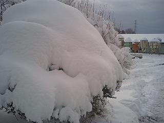 もっこりの雪