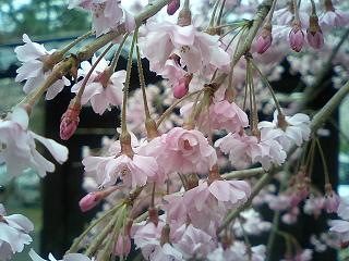 八重咲きの枝垂桜