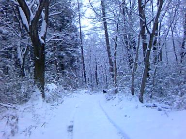 雪の朝