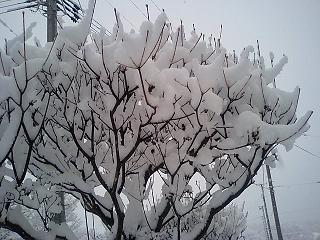 ３月３１日　雪の花満開