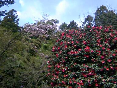 さいた　さいた　桜がさいた