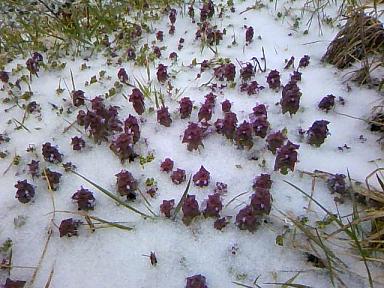 オドリコソウも雪の中