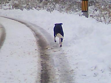 道路は除雪してあるのよ