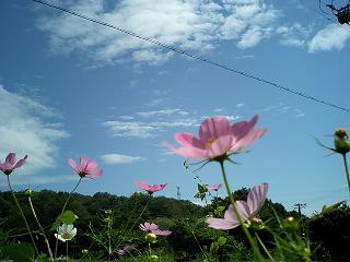 コスモスには青空が似合う