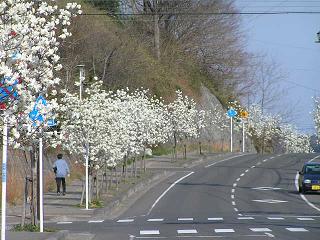 木蓮通り