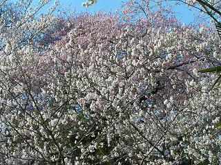 満開の桜