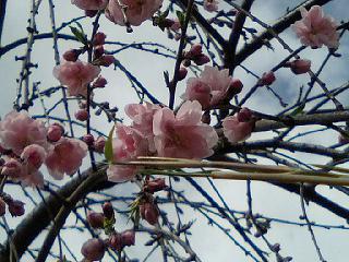 桜　咲いた