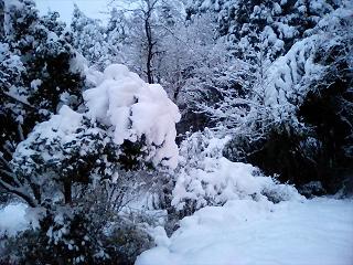 重い雪が木の枝に