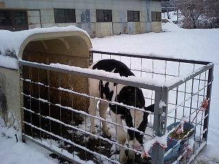 雪の中のまこりん