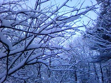 木々に雪の花