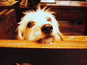 ワイヤーダックス