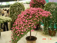 懸崖仕立て桜霞