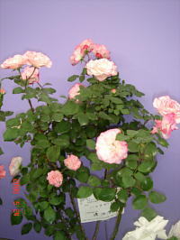 ハンナゴードン