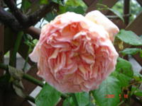 アブラハムダービー