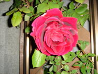 ツルリンカーン