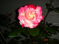 ﾀﾞﾌﾞﾙﾃﾞｨﾗｲﾄ