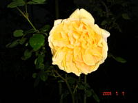 ゴールデンセレブレーション