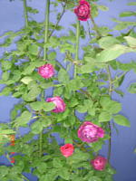 なんだっけ？（笑）