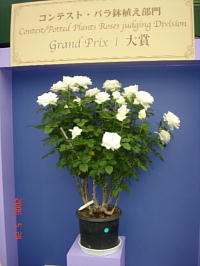 グランプリアイスバーグ