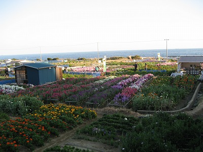 お花畑