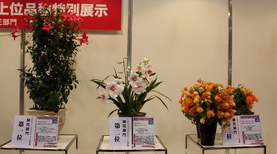 人気コンテスト　鉢植え