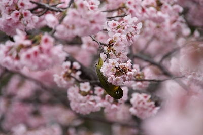 桜とメジロ