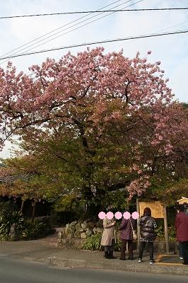 河津桜　原木