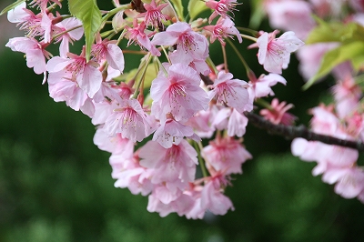 河津桜