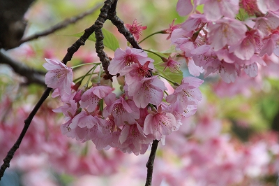 河津桜