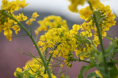 菜の花